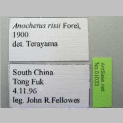 Anochetus risii Forel, 1900 label