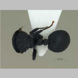 Cataulacus granulatus Latreille, 1802 dorsal
