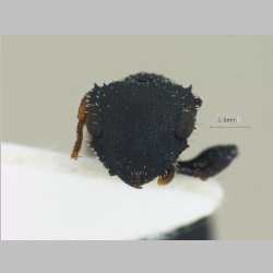 Cataulacus granulatus Latreille, 1802 frontal