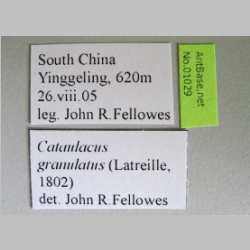Cataulacus granulatus Latreille, 1802 label