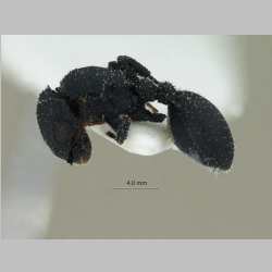 Cataulacus granulatus Latreille, 1802 lateral