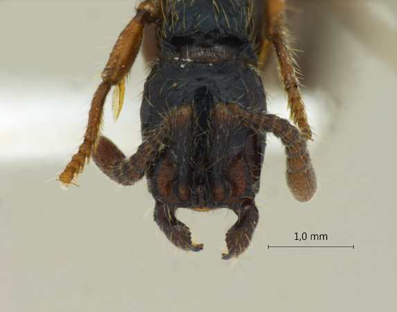 Cerapachys sulcinodis frontal