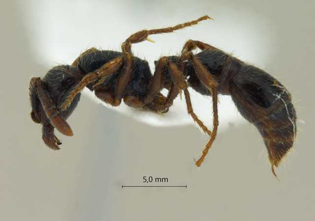 Cerapachys sulcinodis lateral