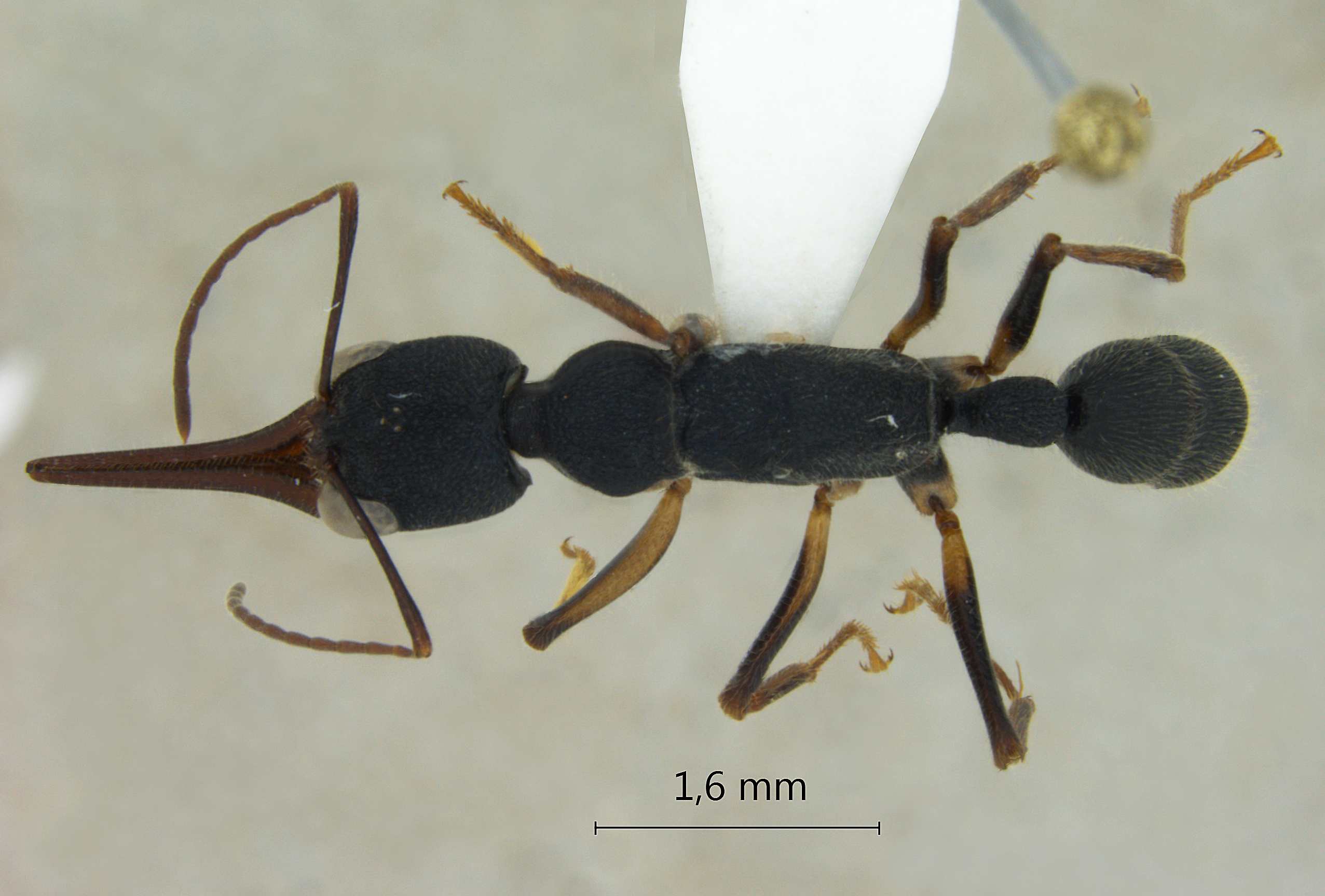 harpegnathos-venator dorsal