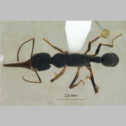 harpegnathos-venator Smith. F., 1858 dorsal