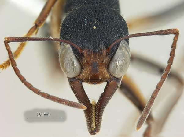 Harpegnathos venator frontal