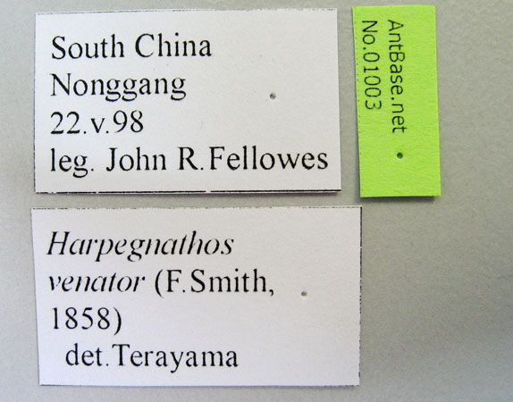 Harpegnathos venator label