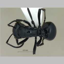 Polyrhachis demangei Santschi, 1910 dorsal