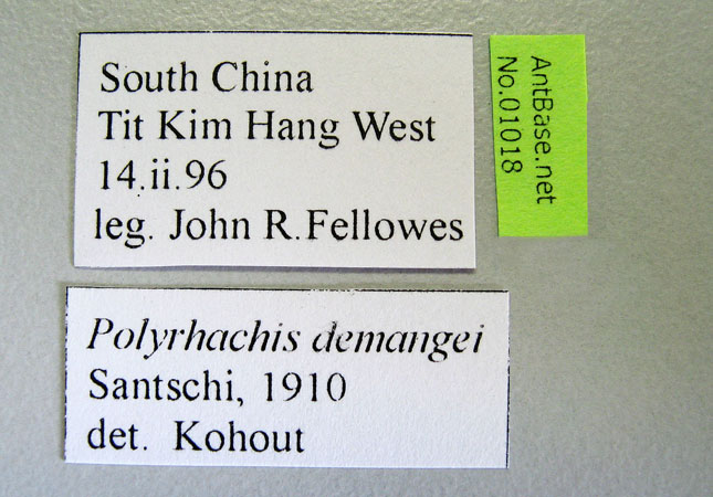 Polyrhachis demangei label