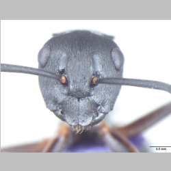 Polyrhachis halidayi Emery, 1889 frontal