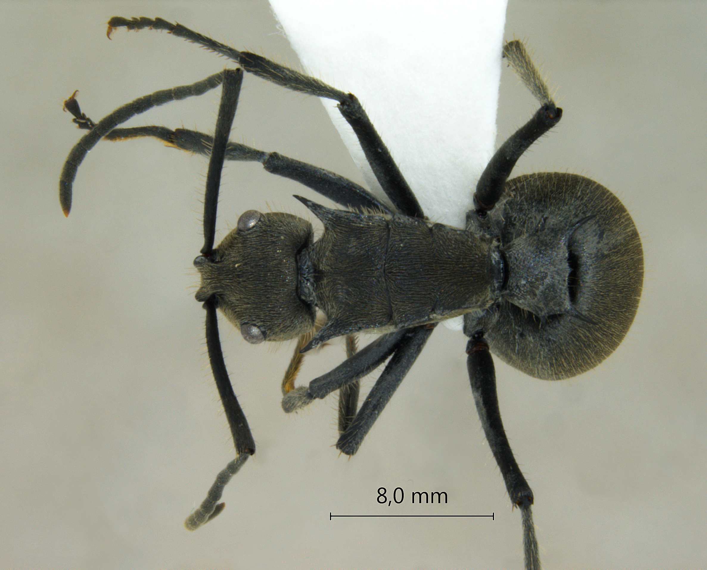 Polyrhachis tyrannica dorsal