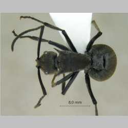 Polyrhachis tyrannica Smith, F., 1858 dorsal