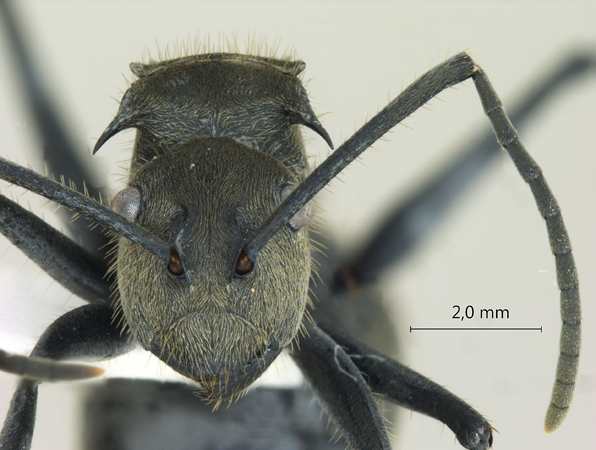 Polyrhachis tyrannica frontal