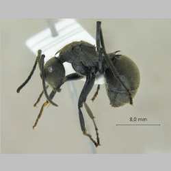 Polyrhachis tyrannica Smith, F., 1858 lateral