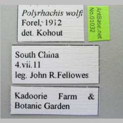 Polyrhachis wolfi Forel, 1912 label