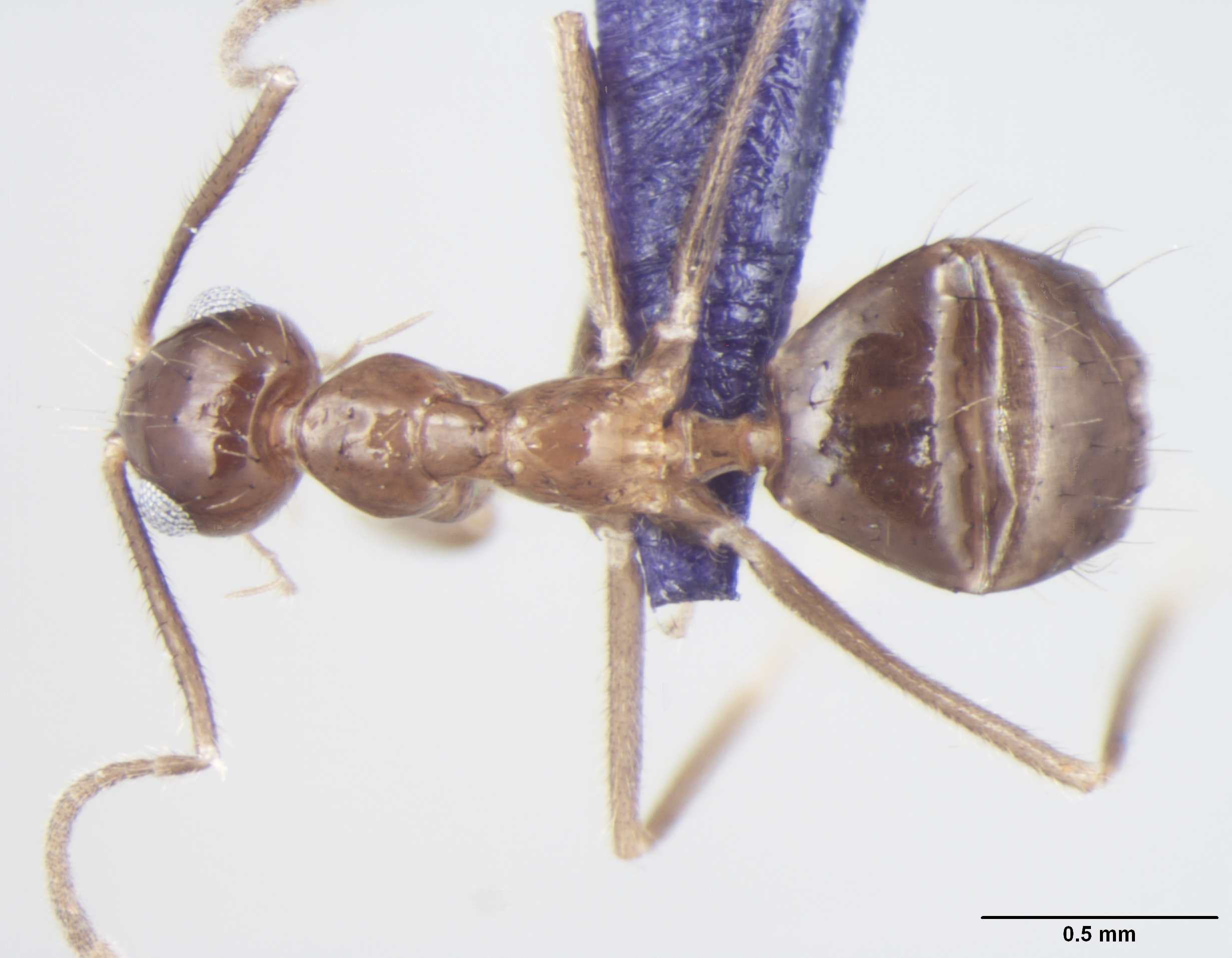 Prenolepis magnocula dorsal