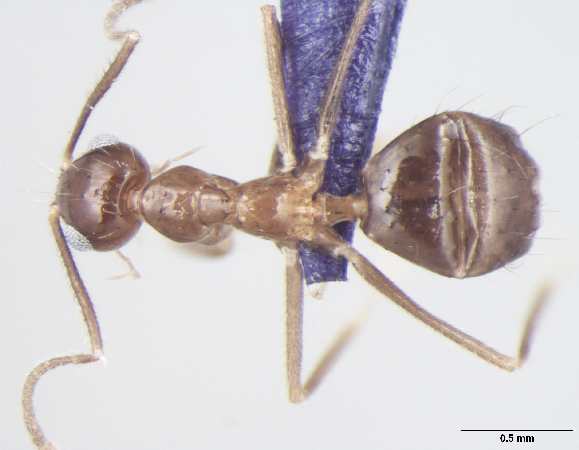 Prenolepis magnocula dorsal