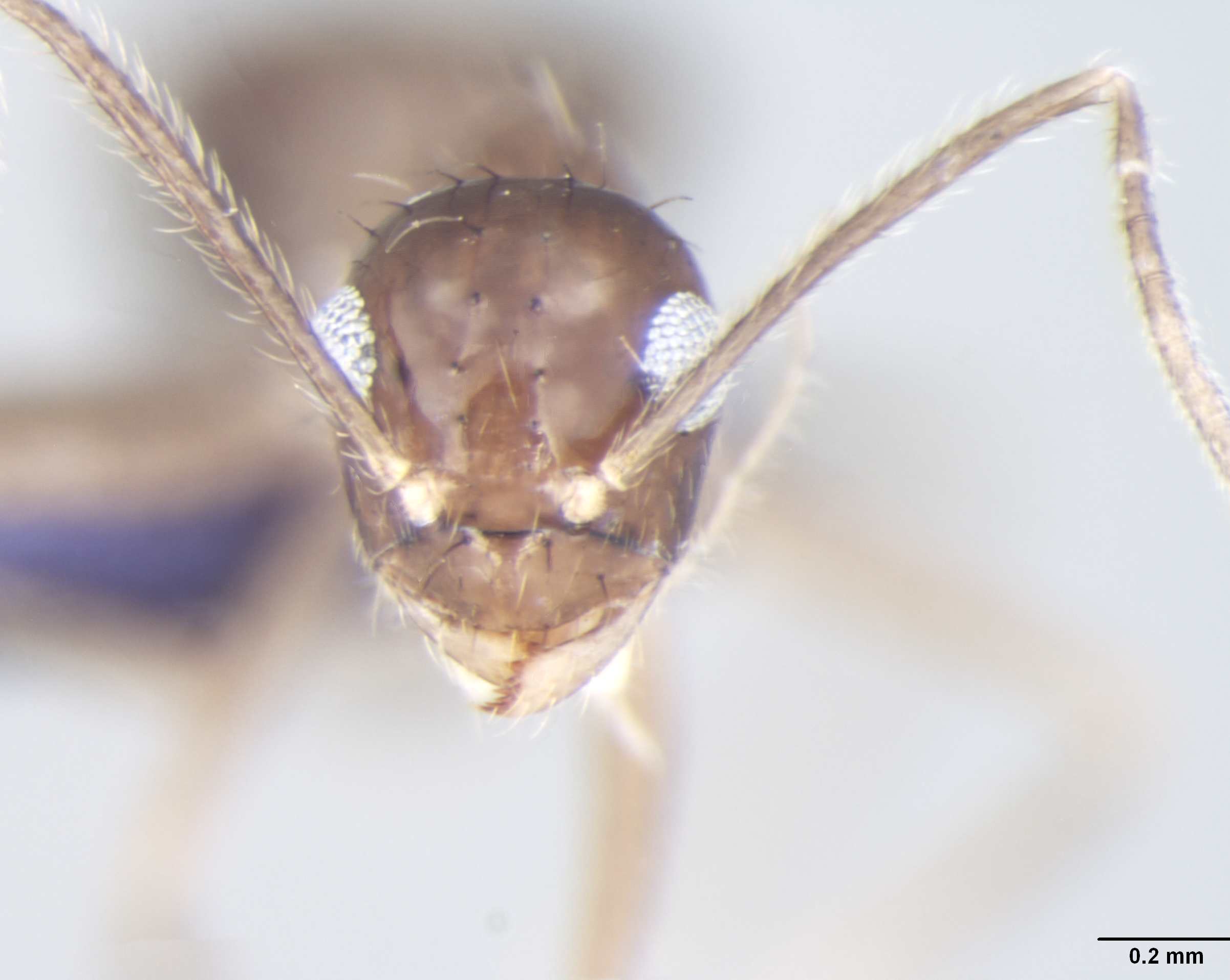 Prenolepis magnocula frontal