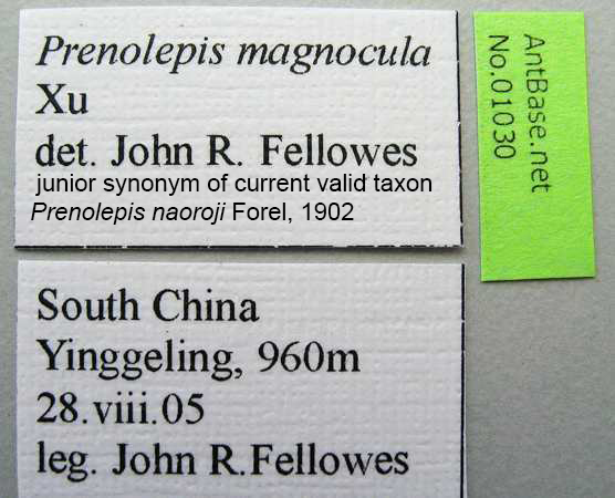 Prenolepis magnocula label
