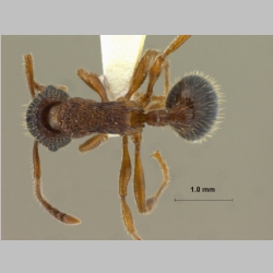 Myrmica eidmanni Menozzi, 1930 dorsal