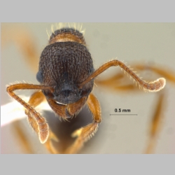 Myrmica eidmanni Menozzi, 1930 frontal