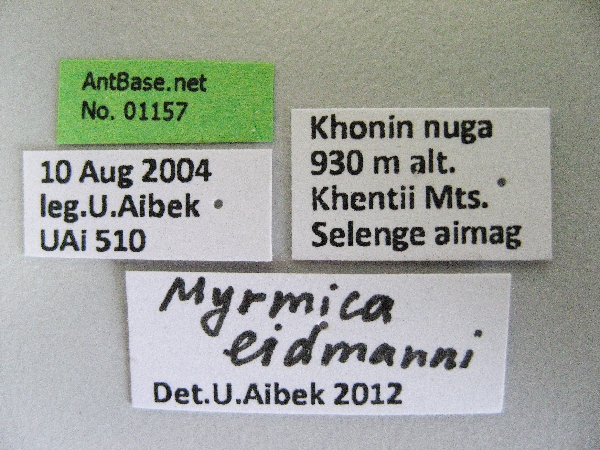 Myrmica eidmanni label