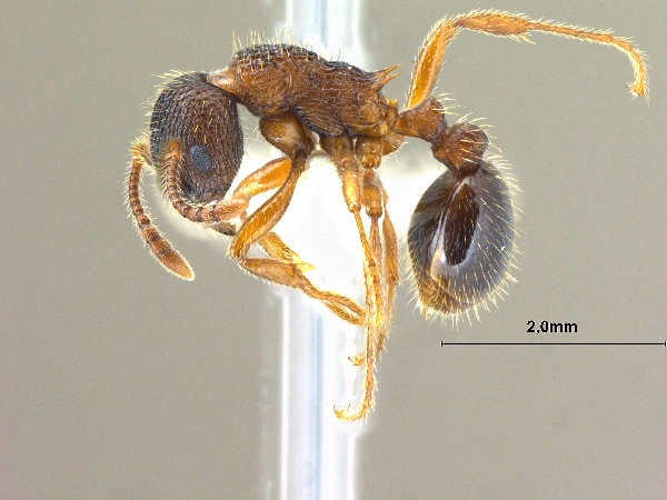 Myrmica eidmanni lateral