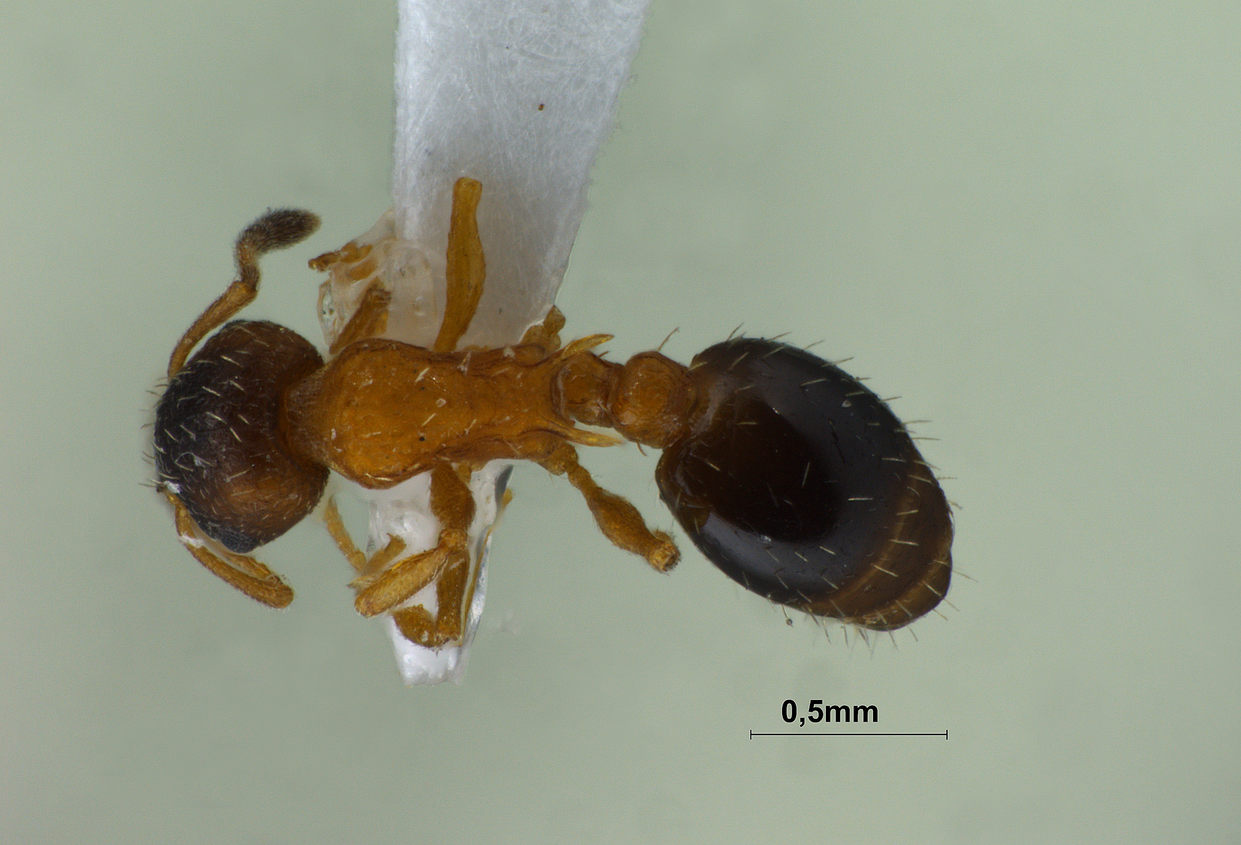 Temnothorax nassanowi dorsal