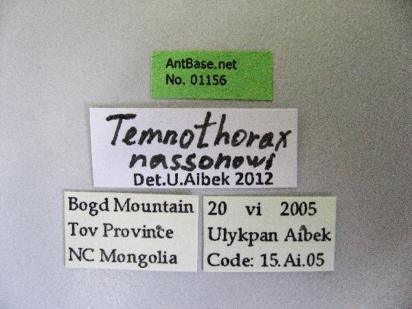 Temnothorax nassanowi label