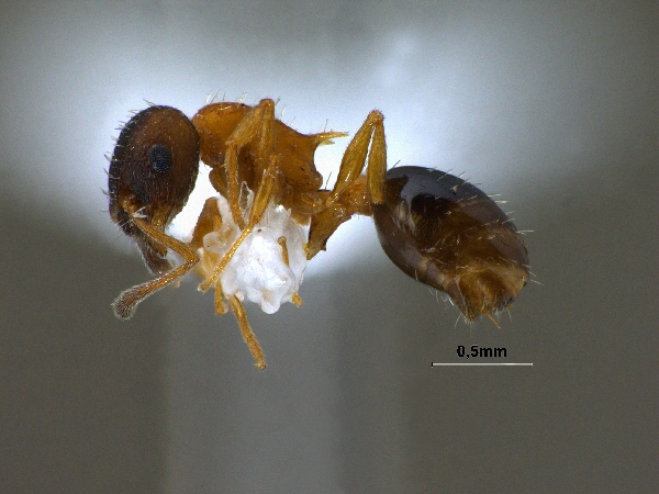 Temnothorax nassanowi lateral