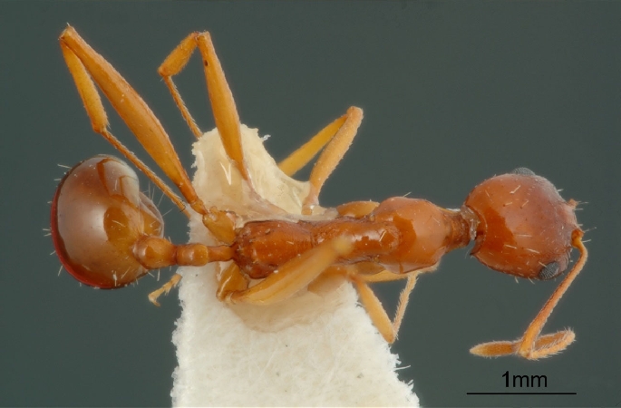 Aphaenogaster iranica dorsal