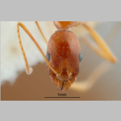 Aphaenogaster iranica Kiran & Alipanah
, 2013 frontal