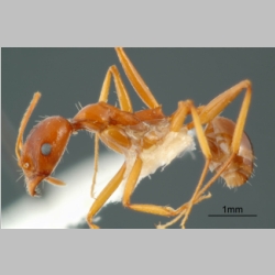 Aphaenogaster iranica Kiran & Alipanah
, 2013 lateral