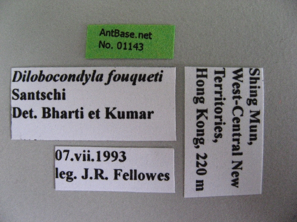 Dilobocondyla fouqueti label