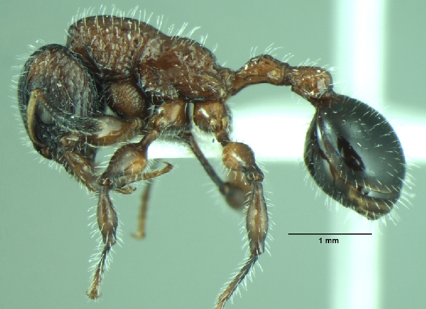 Dilobocondyla fouqueti lateral