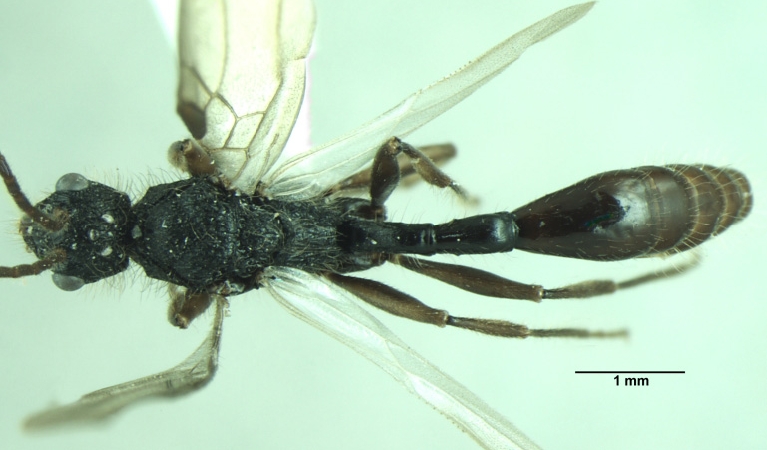 Dilobocondyla fouqueti male dorsal