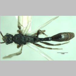 Dilobocondyla fouqueti male Santschi, 1910 dorsal