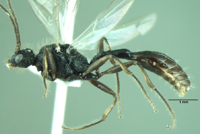 Dilobocondyla fouqueti male lateral