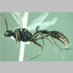 Dilobocondyla fouqueti male Santschi, 1910 lateral