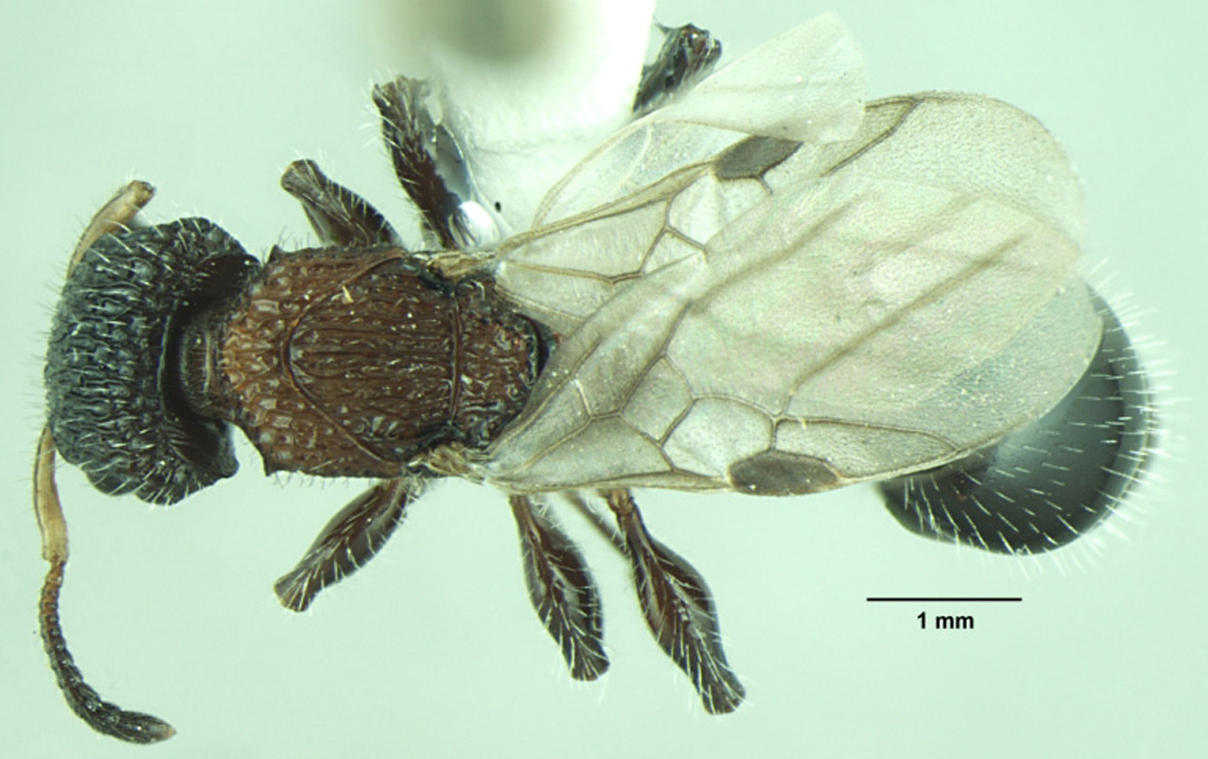 Dilobocondyla fouqueti queen dorsal