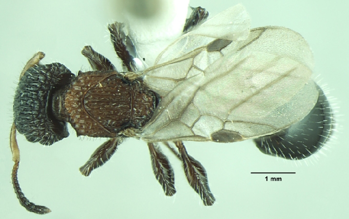 Dilobocondyla fouqueti queen dorsal