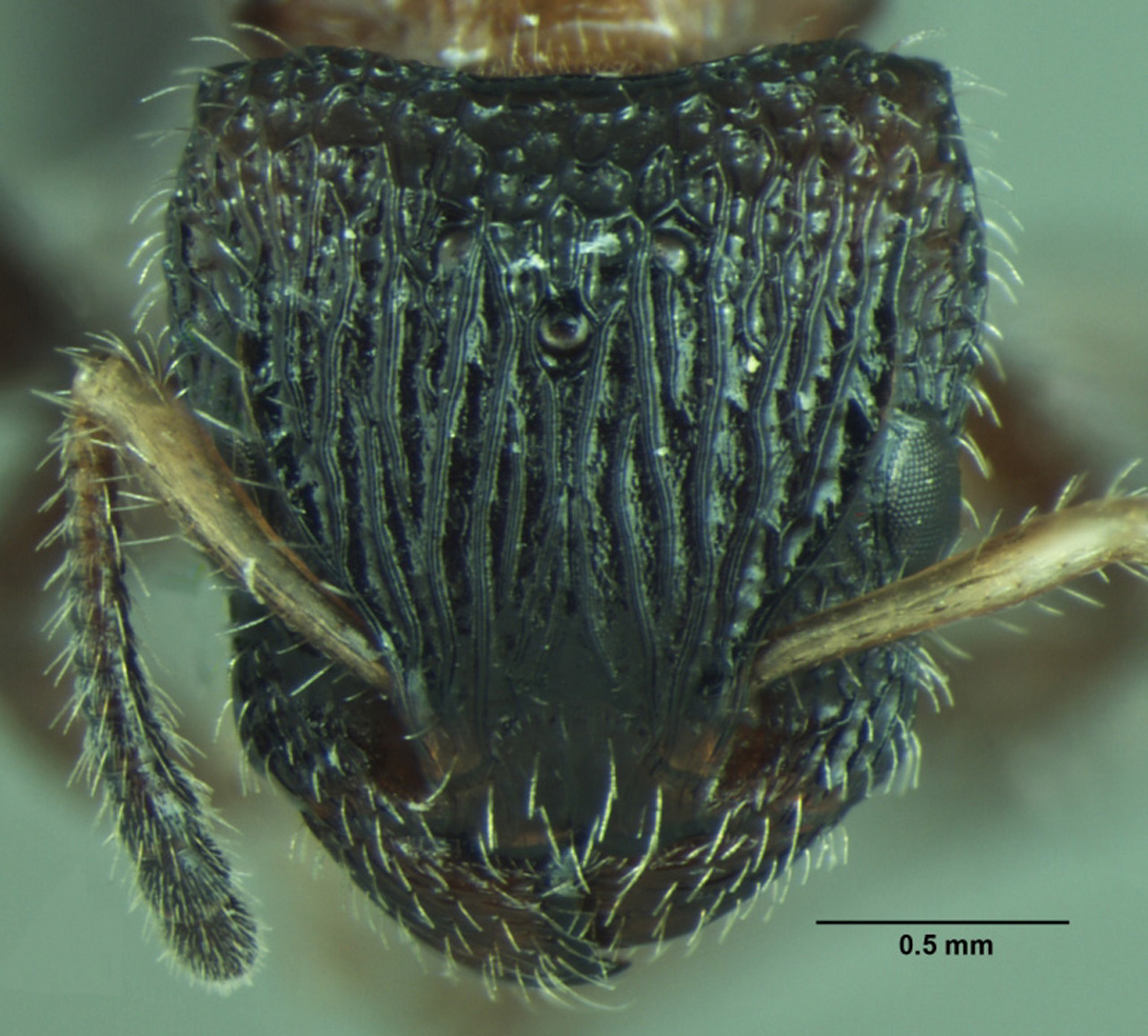 Dilobocondyla fouqueti queen frontal