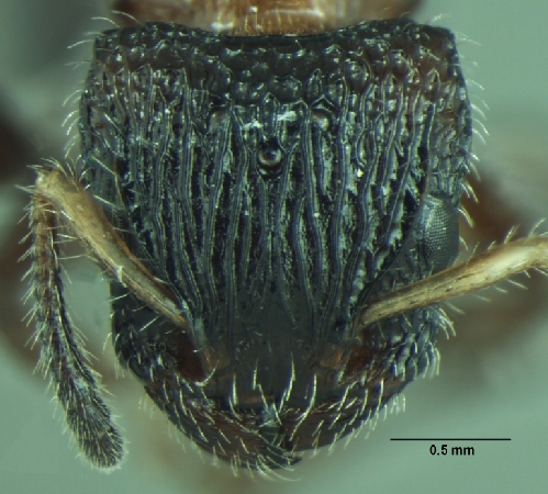 Dilobocondyla fouqueti queen frontal