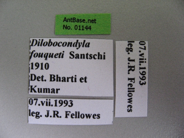 Dilobocondyla fouqueti queen label