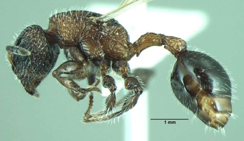 Dilobocondyla fouqueti queen lateral