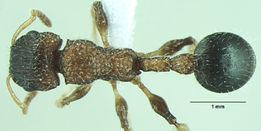 Dilobocondyla gaoyureni dorsal