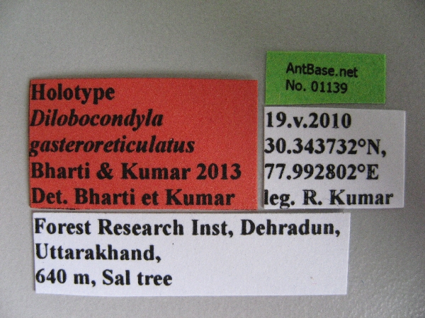 Dilobocondyla gasteroreticulatus label