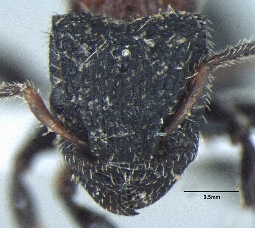 Dilobocondyla gasteroreticulatus queen frontal
