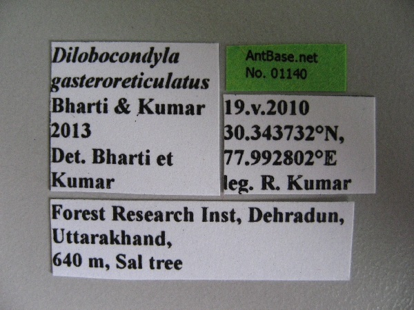 Dilobocondyla gasteroreticulatus queen label