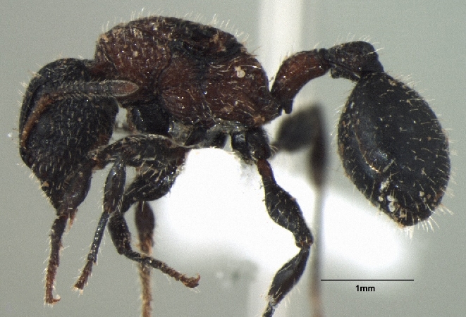 Dilobocondyla gasteroreticulatus queen lateral